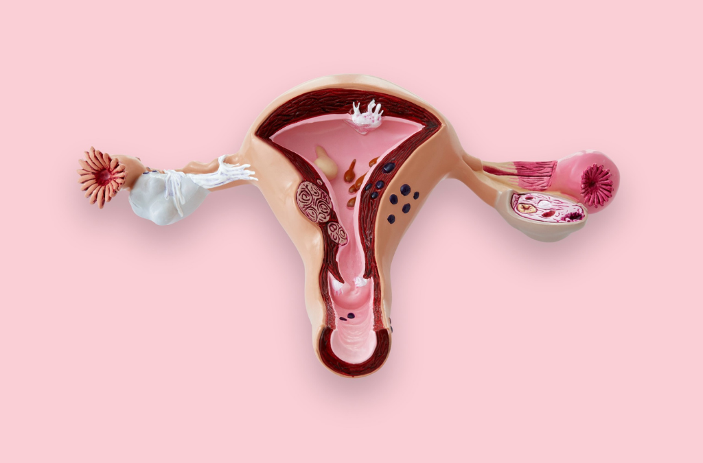 Female Reproductive System | Health Coach and Practitioner