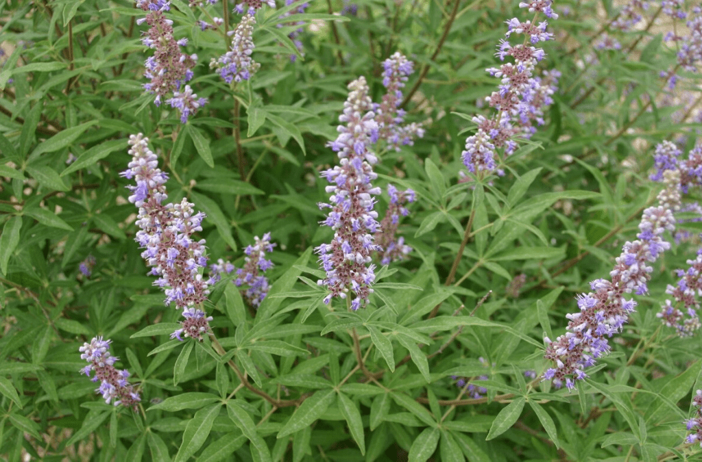 Vitex Agnus-Castus | Health Practitioner | Health Coach