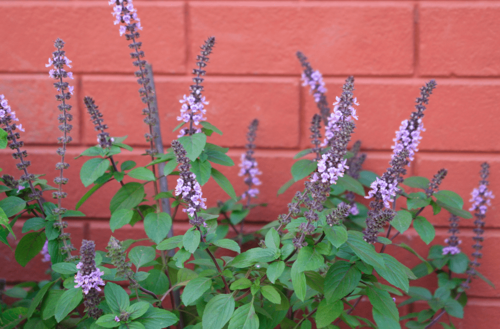 Holy Basil for Stress | Weight Loss Coach and Nutritionist