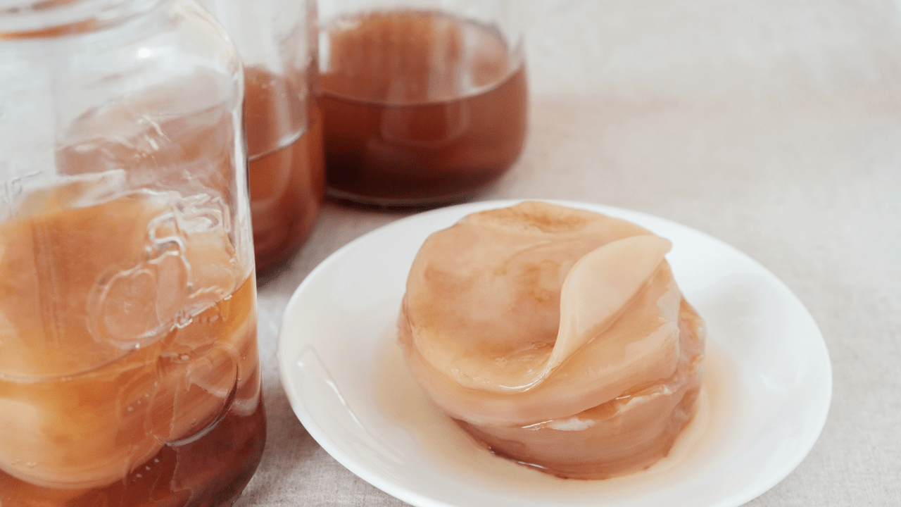 Making kombucha - scoby - gut health benefits of kombucha