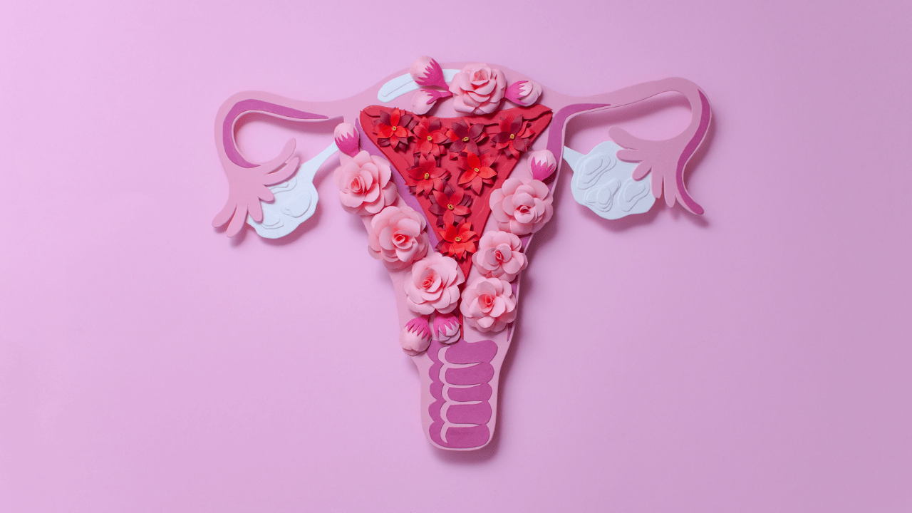 Estrogen and Progesterone - Reproductive Organ - Hormone Balance