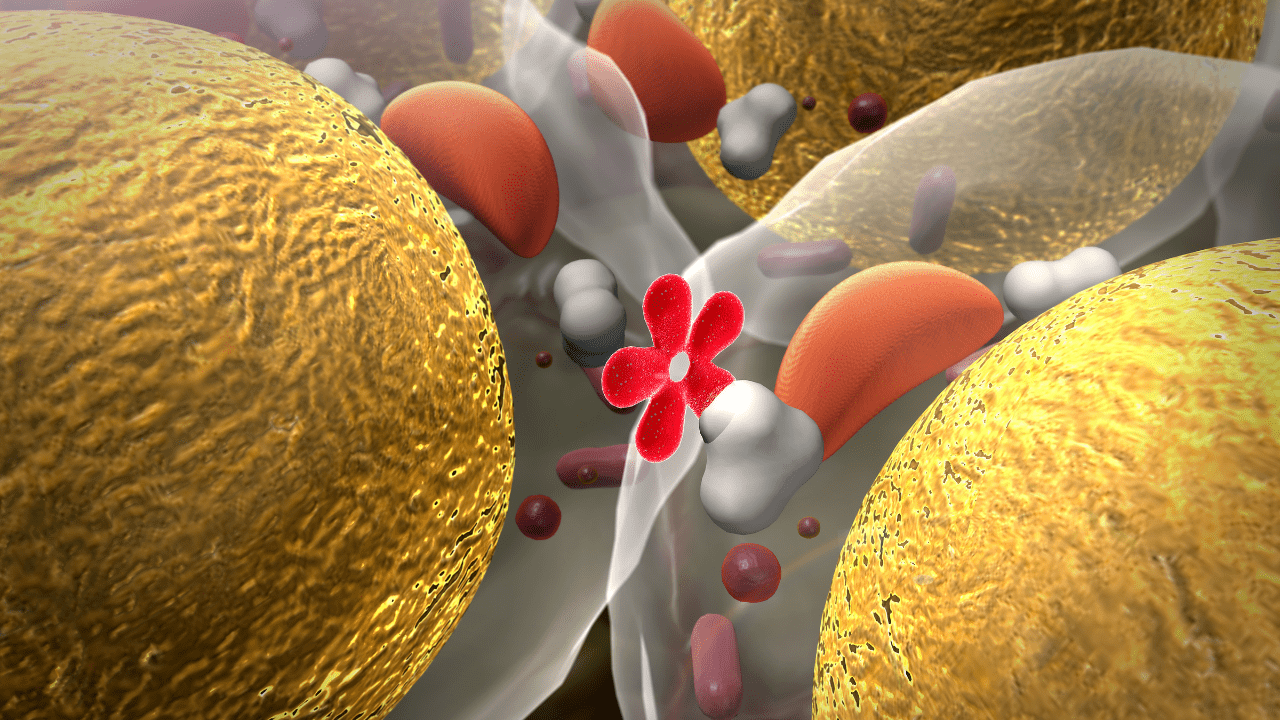 Insulin Cells - Insulin Resistance
